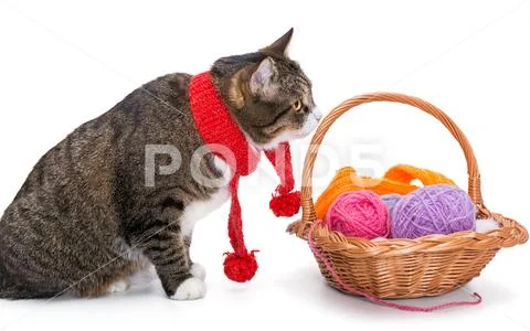 Big gray cat in a red scarf Stock Photos