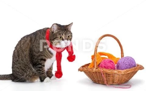 Big gray cat in a red scarf Stock Photos