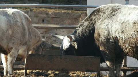 Big gray cow and black bull eat from feeders.ukrainian grey cattle Stock Footage 101724782