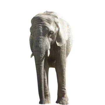 Big gray Elephant isolated on white background. Stock Photos