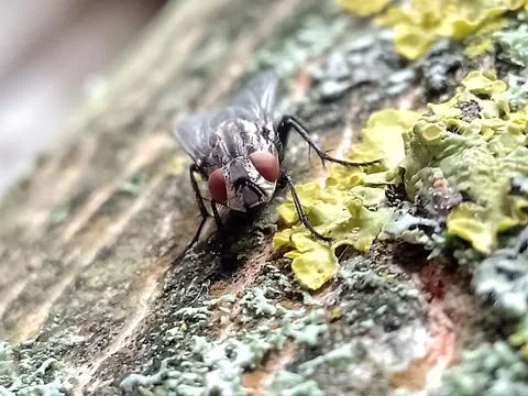 The big gray fly sits on a tree 写真素材