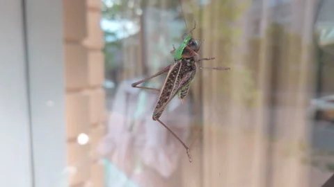 Big gray green grasshopper creeps up glass of shop showcase at time grasshopper Stock Footage 337909731