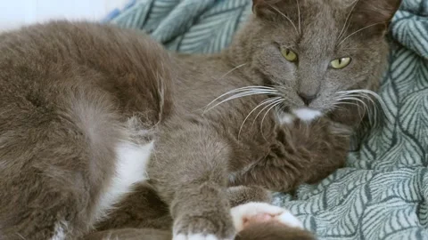 Big gray lazy cat lies, yawns and Stock Video Pond5