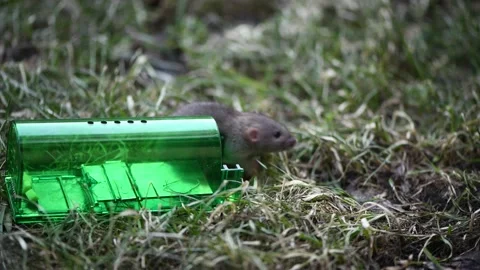 Closeup of rat mouse caught in rat trap cage Stock Photo