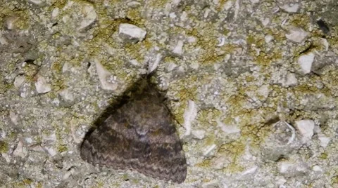 Big Gray Night Butterfly Sits on Rough Surface of Wall Macro Stock Footage 66548755