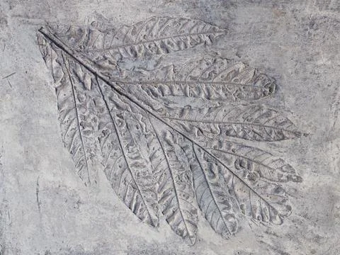 Big gray print  plant leaf Stock Photos