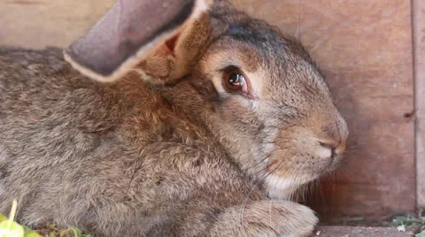 Big gray rabbit closeup Stock Footage 23021360