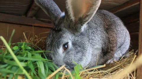 A big gray rabbit eats grass. a pet Stock Footage 152930643