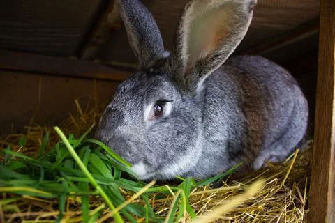 A big gray rabbit eats grass. A rabbit sits in a wooden cage on the hay. Stock Photos