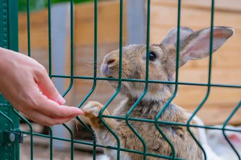 Big gray rabbit eats grass through the grate Stock Photos