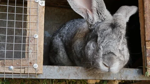 a big gray rabbit looks out the open doo... | Stock Video | Pond5