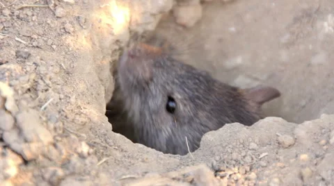 Big gray rat in their burrows Stock Footage 44715878