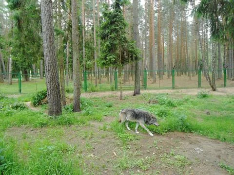Big gray wolf running through the park Stock Photos