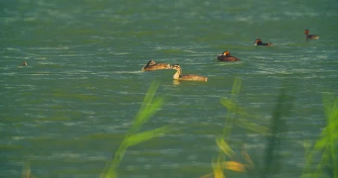 Big grebe or chomga bird on the lake with other birds Stock Footage 114496189