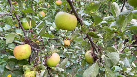 Big green apples on a tree branch Stock Footage 208953945
