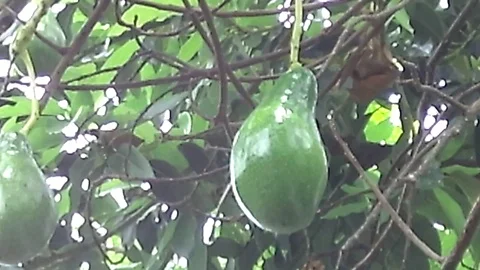 Big green avocado fruit on the tree Video stock 122491702