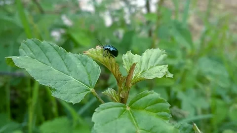 Big green beetle Stock Footage 167147948
