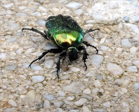 Big green beetle Stock Photos