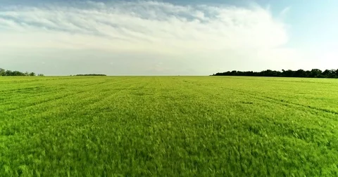 A big green boundless field of young rye Stock Footage 76786254