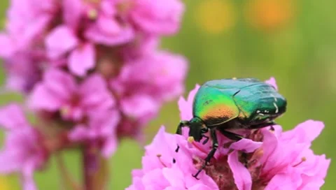 Big green bug Stock Footage 8555207