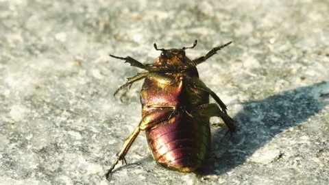 Big Green  Bug Stock Footage 80992731