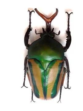 Big green bug isolated Stock Photos