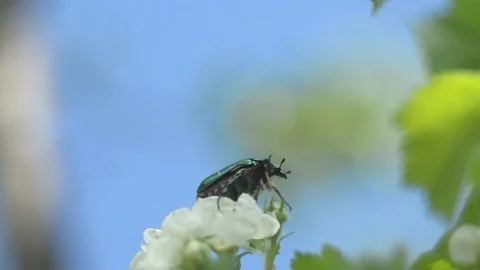 The big green bug on a white flower with green leaves collects pollen Stock Footage 125360288