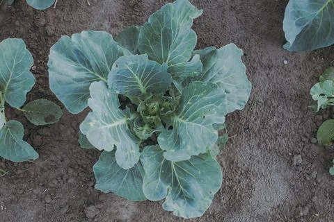 Big green cabbage growing in the vegetable garden Stock Photos