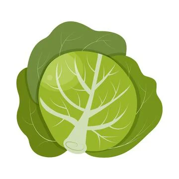Big green cabbage isolated on white background Stock Illustration