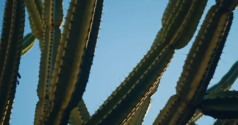 Big green cactus in front of a blue sky on a sunny day, close up, slow motion Stock Footage 125930702