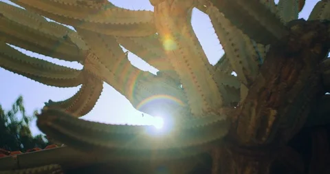 Big green cactus in front of a blue sky with sun flare on a sunny day, close Stock Footage 125930783