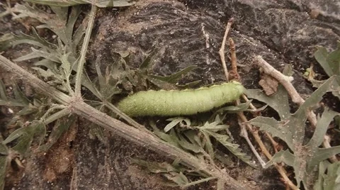Big green caterpillar on a stone close up, leaves of grass Stock Footage 57402796