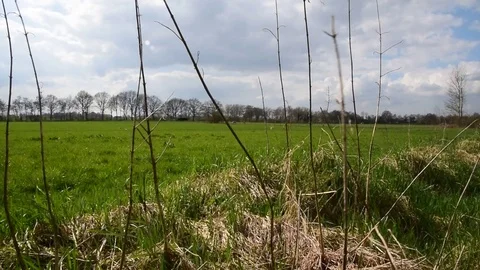 Big green field with far away horses Stock Footage 74132019