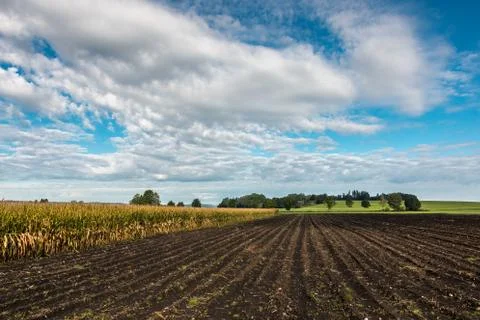 Big green fields of grain and cloudy sky Stock Photos