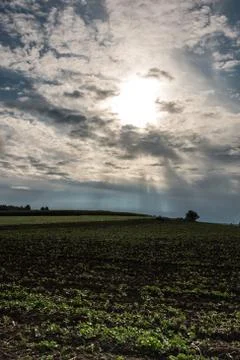 Big green fields of grain and cloudy sky Stock Photos