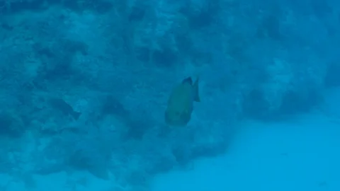 Big Green Fish Comes to the Camera Stock Footage 124109494