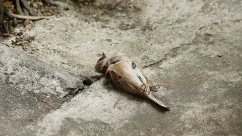 Big green fly walking on dead bird before being scared by cannibal bird (4 of 6) Stock Footage 150341821