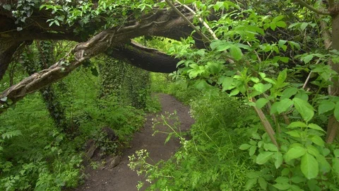Into the big green forest at day.  스톡 동영상 119759654