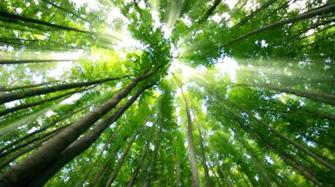 Into the big green forest. Stock Footage 50003024