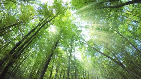 Into the big green forest. Stock Footage 70222596