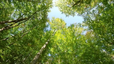 Into the big green forest. 库存影片 70497720