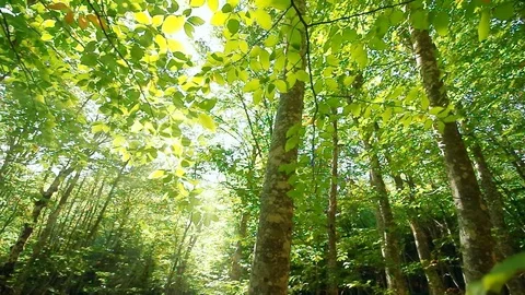 Into the big green forest. Stock Footage 71700818