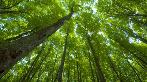 Into the big green forest.  Vídeos de archivo 112749786