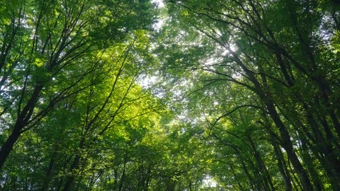 Into the big green forest. Vídeos de archivo 112750435