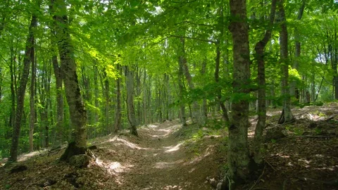 Into the big green forest.  Vídeos de archivo 112750450