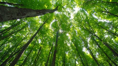 Into the big green forest. Stock Footage 112750477