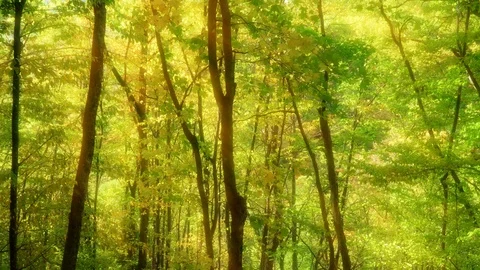 Into the big green forest.  Видео 123694011