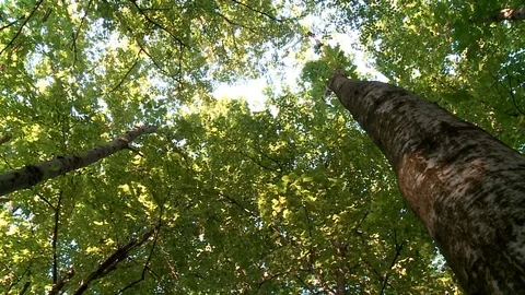 Into the big green forest. Sun rays and long green trees. Video stock 76601861
