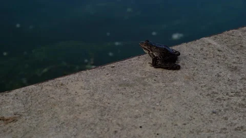 Big green frog jumping slow motion-3 Stock Footage 133207568