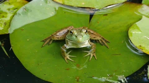 Big Green  Frog on Lilly pad. Stock Footage 62954343